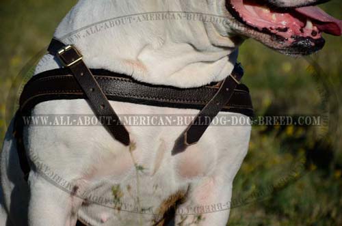 Soft front leather chest strap for American Bulldog harness