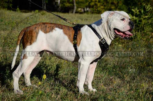 Super comfort heavy duty leather American Bulldog harness