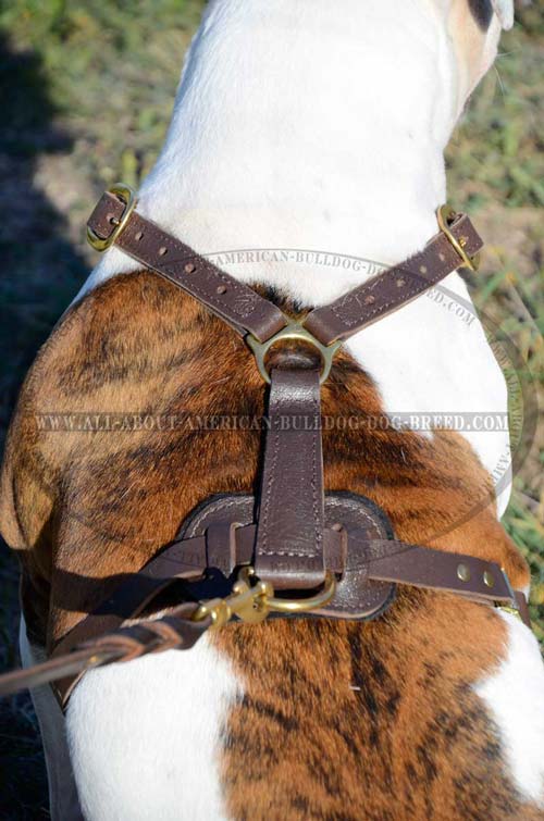 Brass fittings and padded back plate for American Bulldog harness