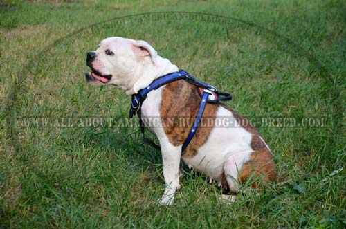 Perfect fit leather American Bulldog harness