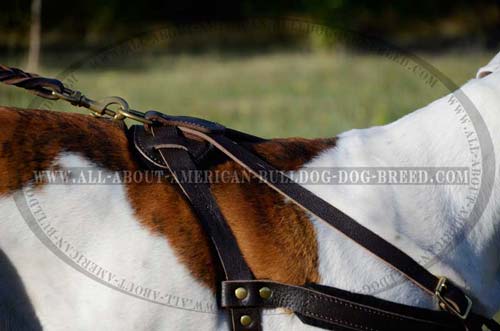 Securely riveted American Bulldog harness