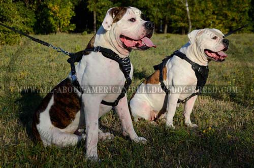 Wide chest plate padded leather American Bulldog harness with spikes