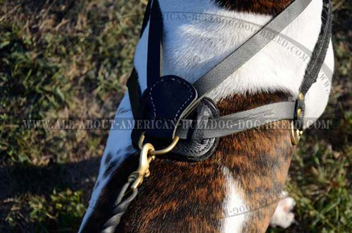 Pulling American Bulldog harness with padded back plate