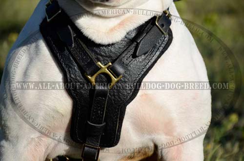 Wide padded chest plate with leather decoration for American Bulldog harness