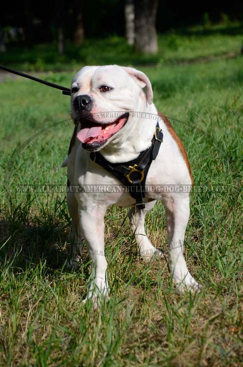 Elegant chest plate for American Bulldog harness