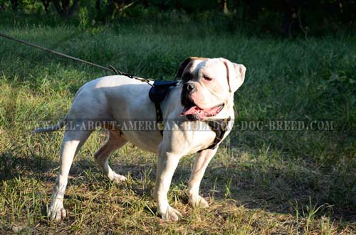 Soft padded chest plate for leather American Bulldog harness