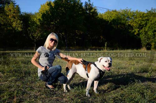 Strong durable handle for better controlling American Bulldog