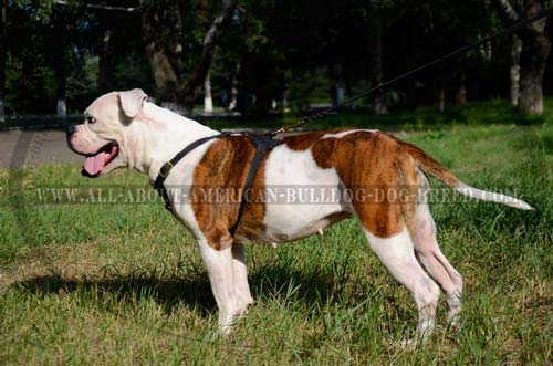 Light weight leather American Bulldog harness for tracking
