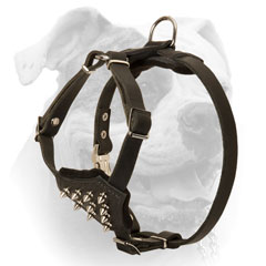 Leather harness for American Bulldog puppy