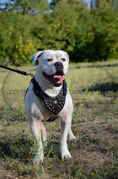 Luxury decorated leather American Bulldog harness