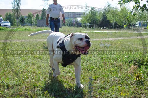 Easy adjustable nylon American Bulldog harness for snug fit
