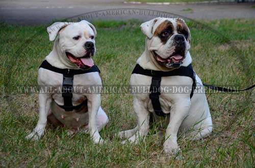 Super light weight comfort nylon American Bulldog harness