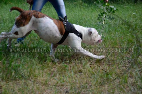 Perfect fit adjustable nylon harness for American Bulldog