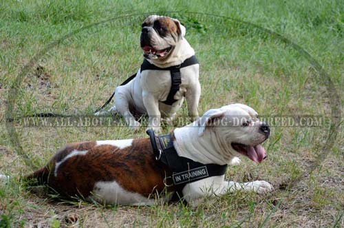 Nylon American Bulldog harness for tracking and pulling