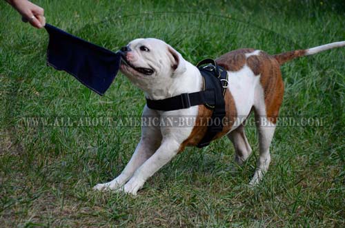 American Bulldog harness made of the finest durable nylon