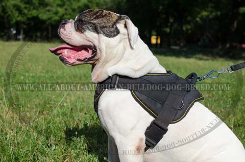 Soft and strong nylon American Bulldog harness