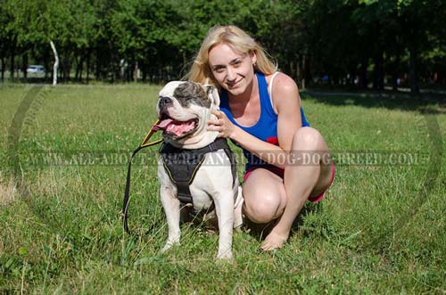 Reliable stitched nylon American Bulldog harness