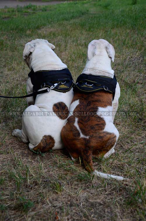 Soft reliable handle for nylon American Bulldog harness