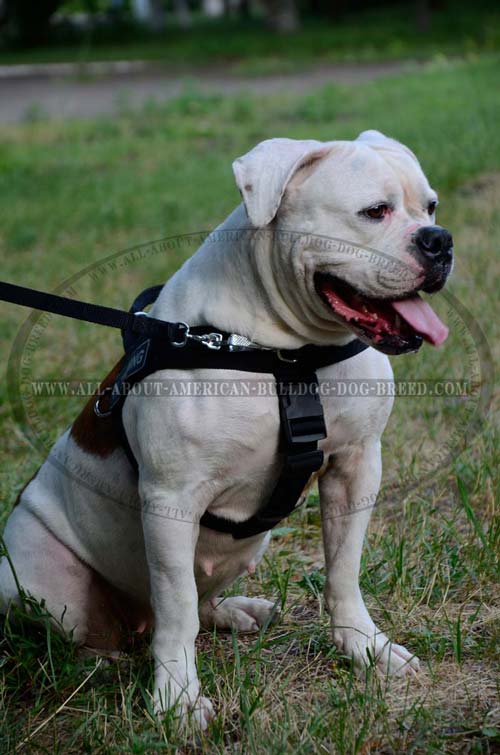 Easy quick release buckle for nylon American Bulldog harness