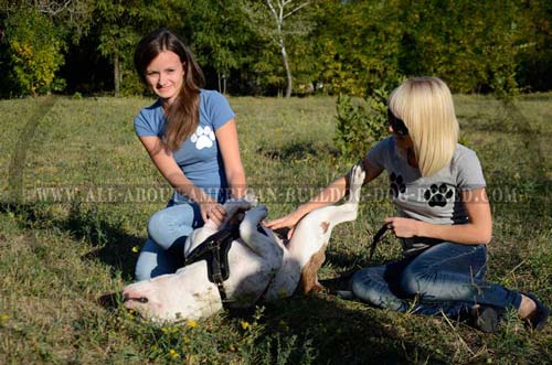 Soft padded chest plate for American Bulldog harness