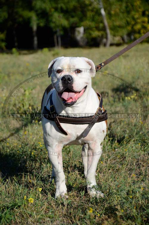 American Bulldog harness for pulling