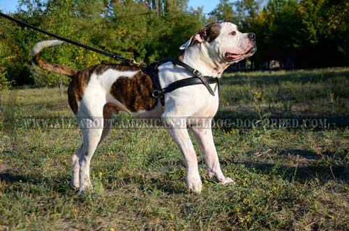 Durable pulling leather American Bulldog harness