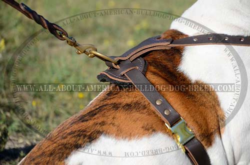 Leather American Bulldog harness with brass quick release buckle