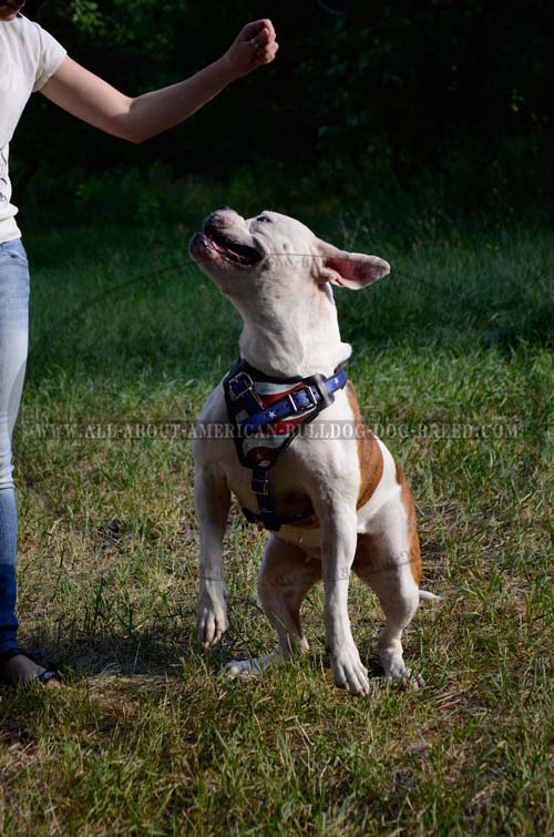 Comfortable leather harness for American Bulldog training