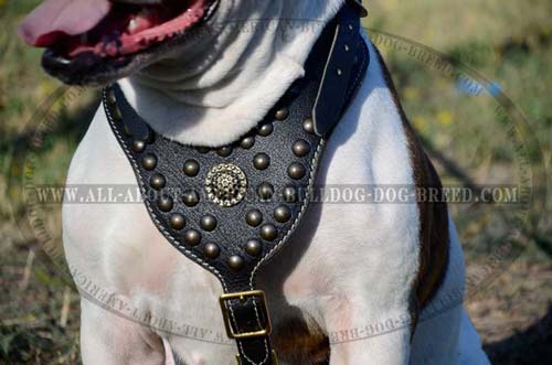 Perfect decorated leather American Bulldog harness with brass medallion