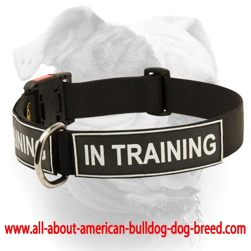 (image for) American Bulldog Identity Collar - Nylon Collar With Patches