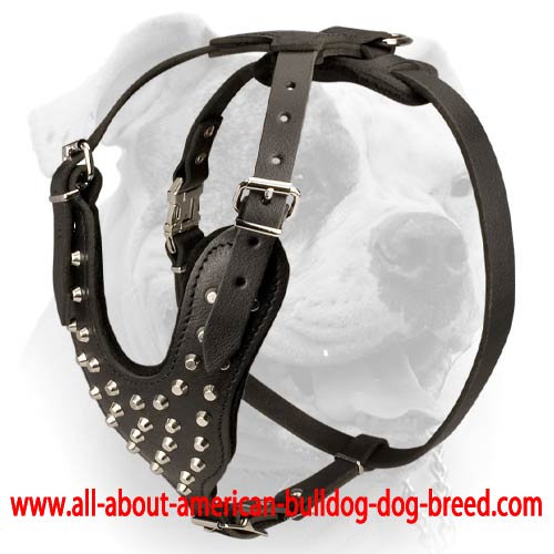 (image for) Y-shape Leather Harness For American Bulldog