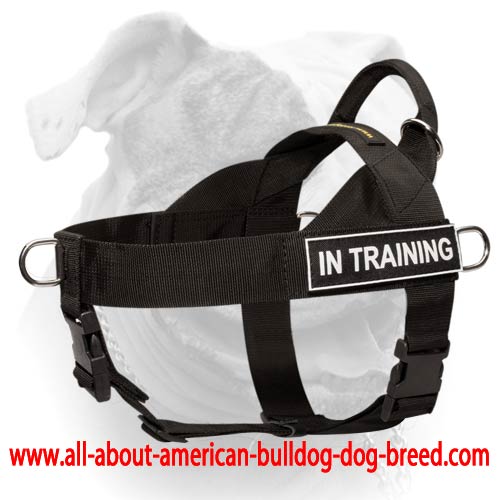 (image for) American Bulldog Nylon Harness for Professional Training