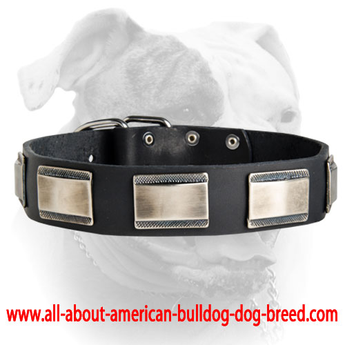 (image for) Gorgeous Looking Design Leather American Bulldog Collar With Nickel Plates