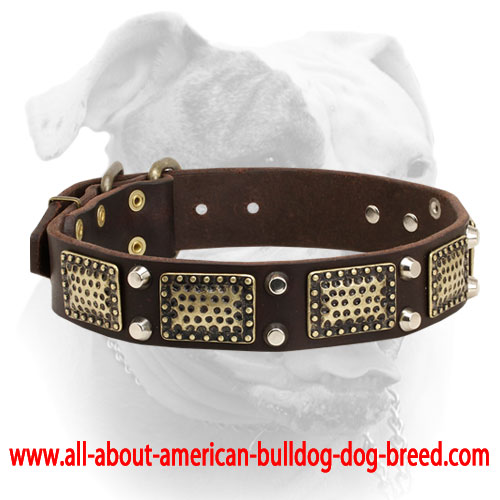 (image for) Exclusively decorated leather American Bulldog collar with massive vintage plates and pyramids