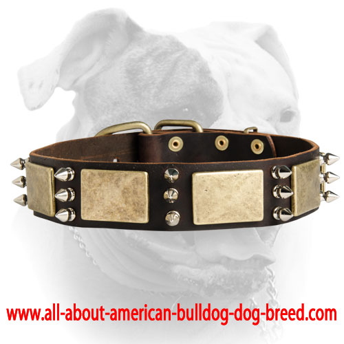 (image for) Gorgeous War Dog Leather Dog Collar with brass plates+3 spikes
