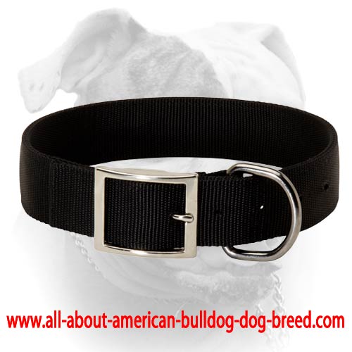 (image for) All Seasons Collar for Everyday Walking and Playing