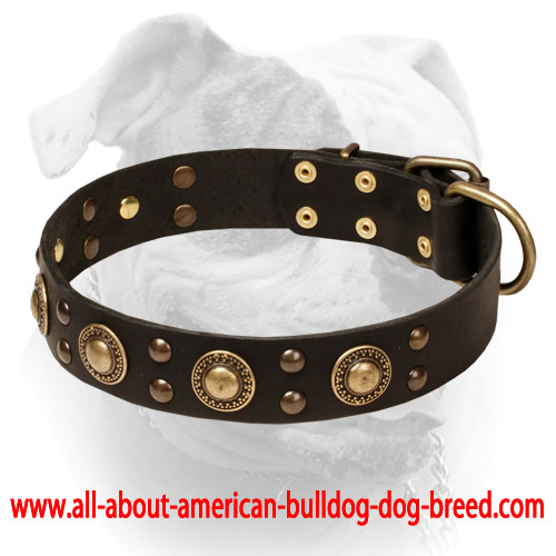 (image for) Leather American Bulldog Collar With Bright Mix of Brass Decorations