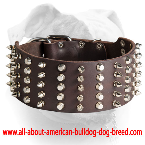 (image for) Leather 3 inch Spiked and Studded American Bulldog collar