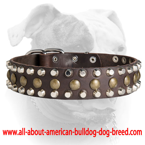 (image for) Custom Studded Leather Dog Collar for American Bulldog