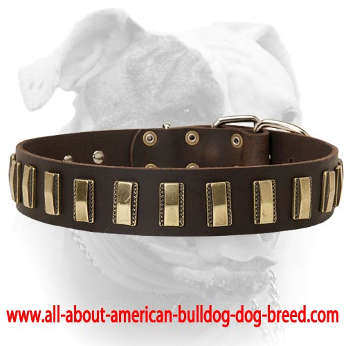 (image for) Luxury style leather American Bulldog collar with brass plates