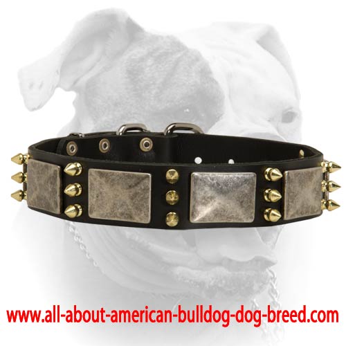 (image for) Spiked leather collar with massive nickel plates for American Bulldog