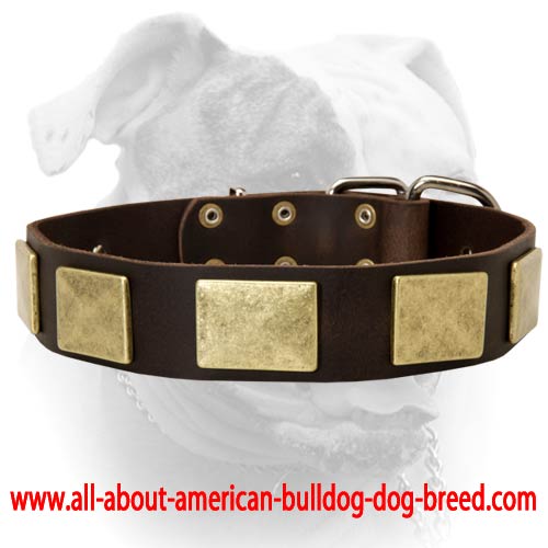 (image for) Gorgeous war like leather American Bulldog collar