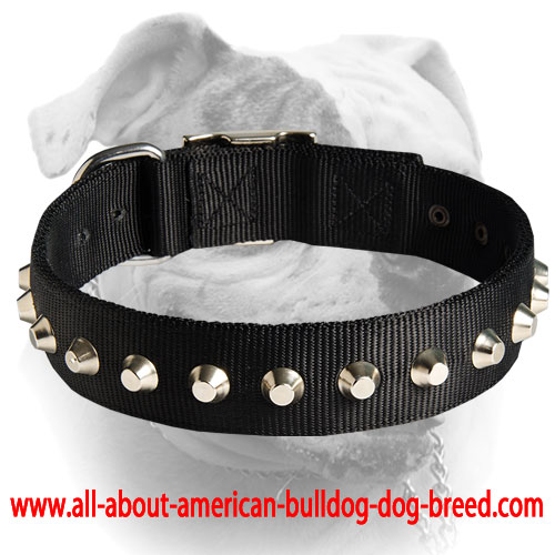 (image for) 1 Row Studs Dog Collar-1 1/4" for American Bulldog