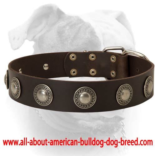 (image for) Gorgeous extra wide leather American Bulldog collar