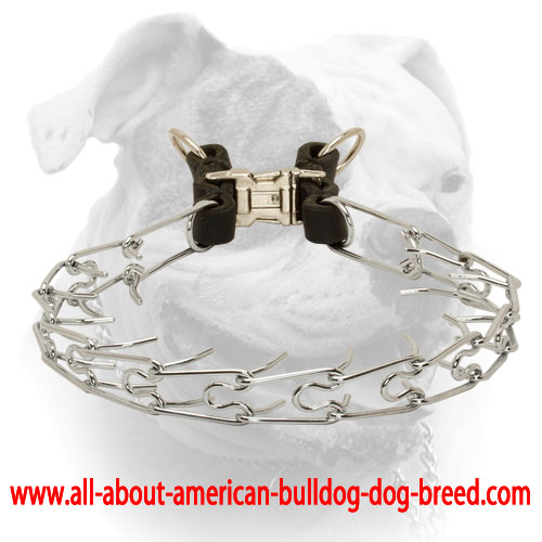 Rust proof American Bulldog pinch collar