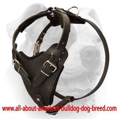 Agitation/Protection Leather Dog Harness for American Bulldog