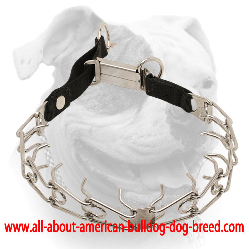 (image for) Stainless steel American Bulldog pinch prong collar with click lock buckle and nylon loop