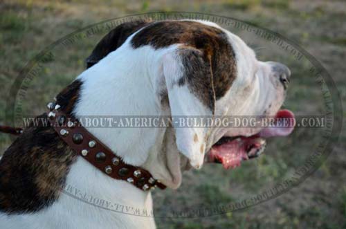 (image for) Wide Studded Leather Collar For American Bulldog