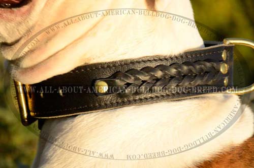 (image for) Braidy Leather Collar For American Bulldog