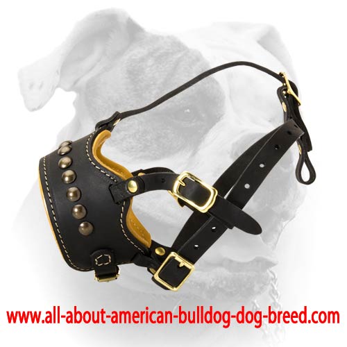 (image for) Lovely Studded Muzzle For American Bulldog